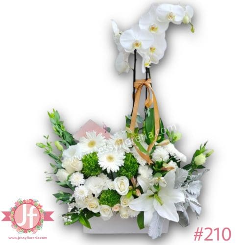 210-caja-con-planta-de-orquidea
