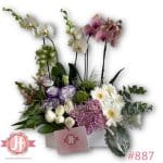 887 Caja 2 plantas de orquídeas