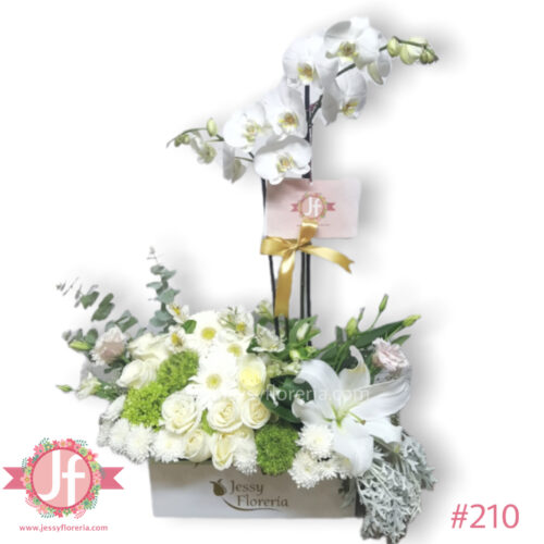 Caja con planta de Orquídea