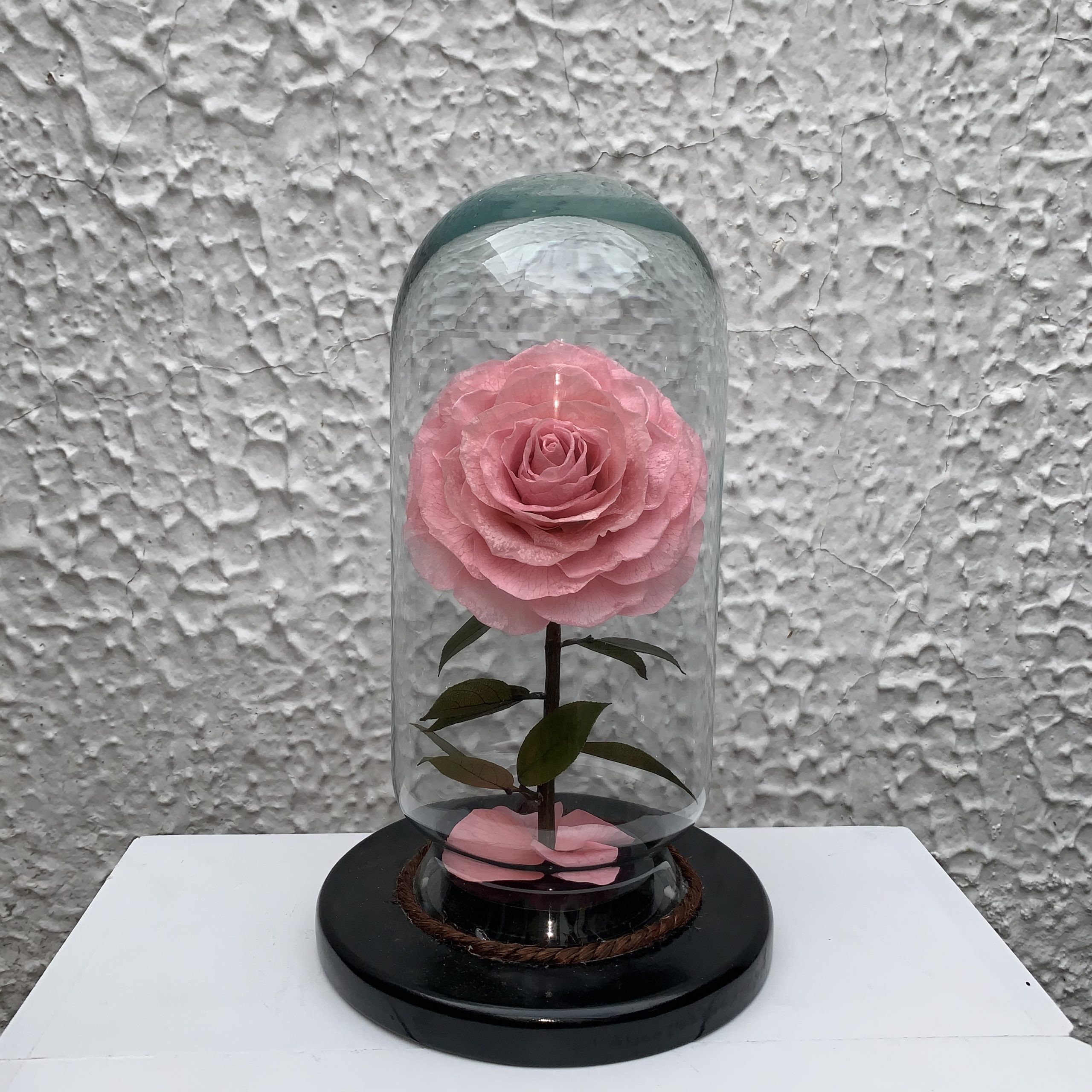 Rosa eterna rosita – Jessy Floreria