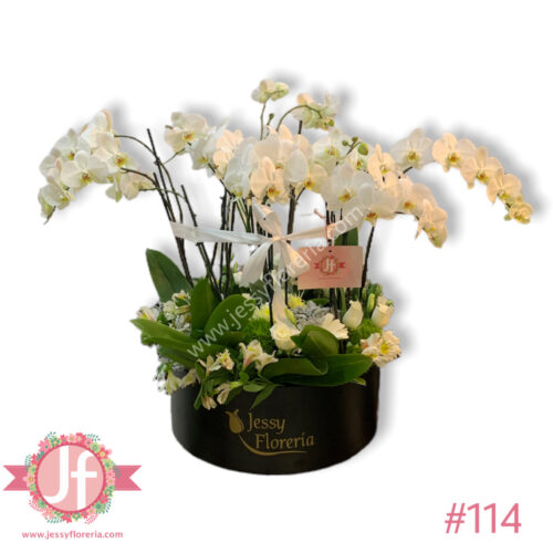 Caja 4 plantas de orquídeas