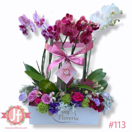 Caja 3 plantas de orquídeas