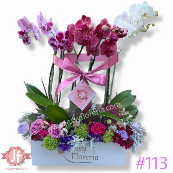 113-Caja 3 plantas de orquídeas