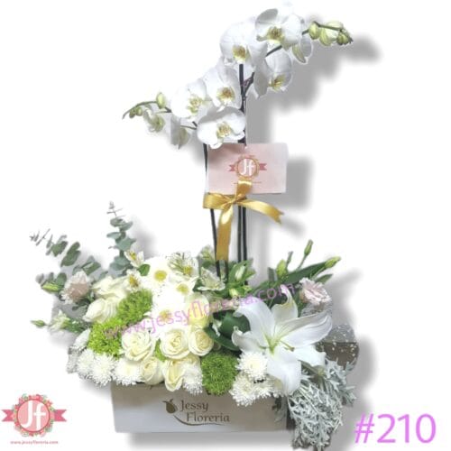 #210 Caja con planta de Orquídea