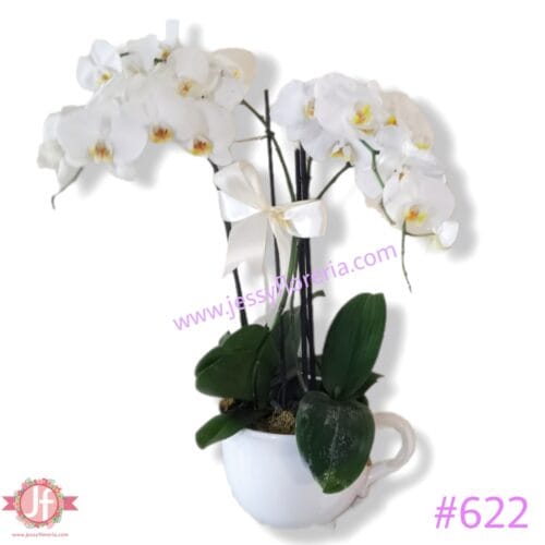 Taza con 2 plantas de orquídeas
