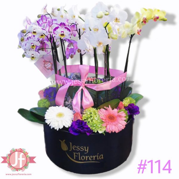 114 Caja 4 plantas de orquídeas