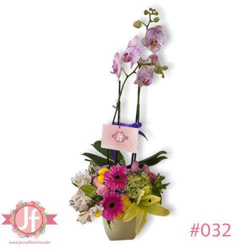 Planta de orquídea - Image 2