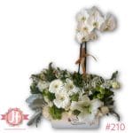 210 Caja con planta de Orquídea