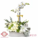 Caja con planta de orquídea natural para envío de flores y plantas a domicilio en Guadalajara, Zapopan y zona metropolitana.