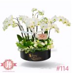 caja con 4 plantas de orquídeas arreglo floral elegante en Guadalajara