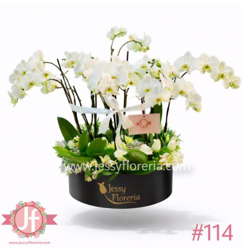 caja con 4 plantas de orquídeas arreglo floral elegante en Guadalajara